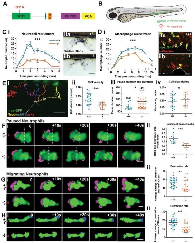 https://cdn.ncbi.nlm.nih.gov/pmc/blobs/87ad/3772384/e6f91c1f2925/jcs-126-18-4077-f01.jpg