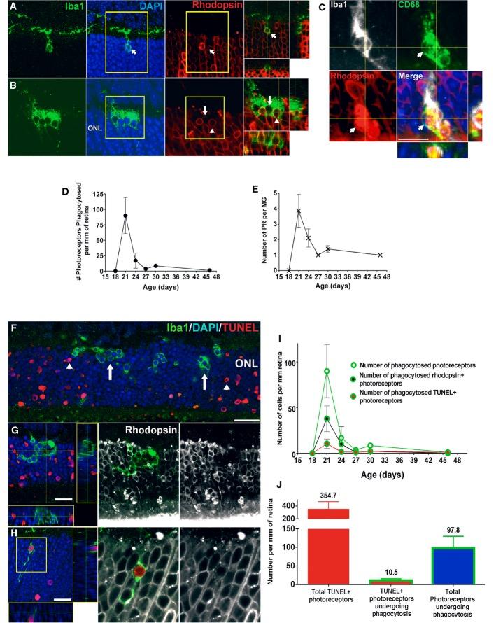 https://cdn.ncbi.nlm.nih.gov/pmc/blobs/87af/4568951/f5f7c4af9520/emmm0007-1179-f3.jpg