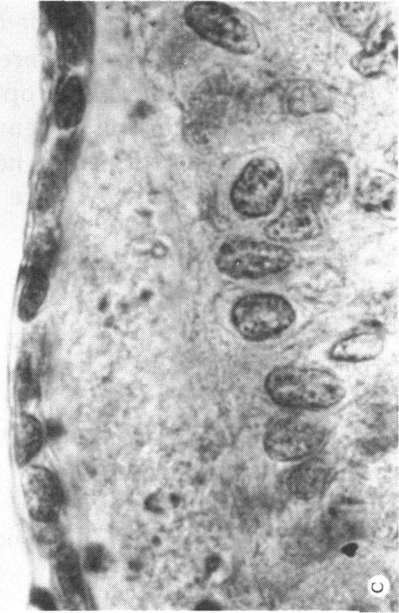 https://cdn.ncbi.nlm.nih.gov/pmc/blobs/87ba/1311562/699a43f22ec3/taos00024-0535-c.jpg