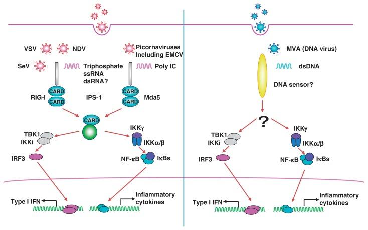 https://cdn.ncbi.nlm.nih.gov/pmc/blobs/87bd/3524297/059be5c2b224/pjab-85-143-g011.jpg