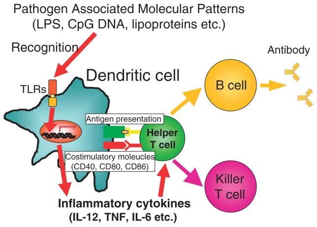 https://cdn.ncbi.nlm.nih.gov/pmc/blobs/87bd/3524297/e6f7a2eafc98/pjab-85-143-g004.jpg