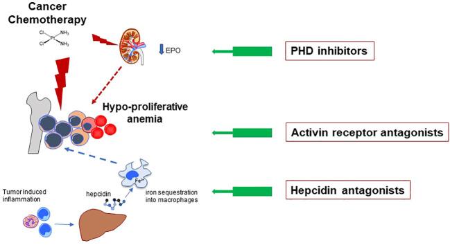 https://cdn.ncbi.nlm.nih.gov/pmc/blobs/87c0/11018927/015bd2346329/fonc-14-1380358-g001.jpg