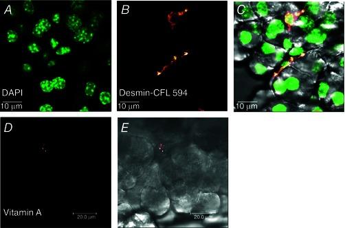 https://cdn.ncbi.nlm.nih.gov/pmc/blobs/87c6/4713750/900e933e4b6c/TJP-594-281-g002.jpg