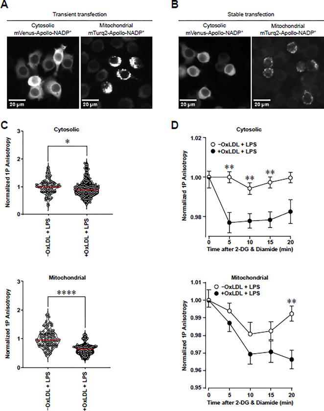 https://cdn.ncbi.nlm.nih.gov/pmc/blobs/87ca/11620681/432f81245091/pone.0309886.g004.jpg