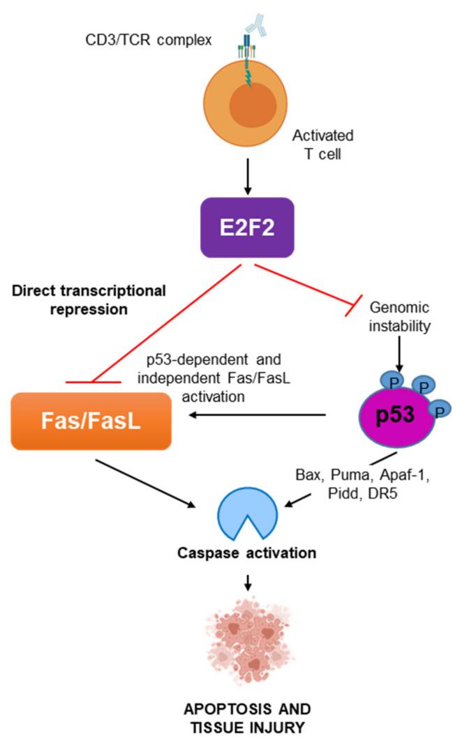 https://cdn.ncbi.nlm.nih.gov/pmc/blobs/87ce/8745065/331f9627024b/ijms-23-00311-g007.jpg