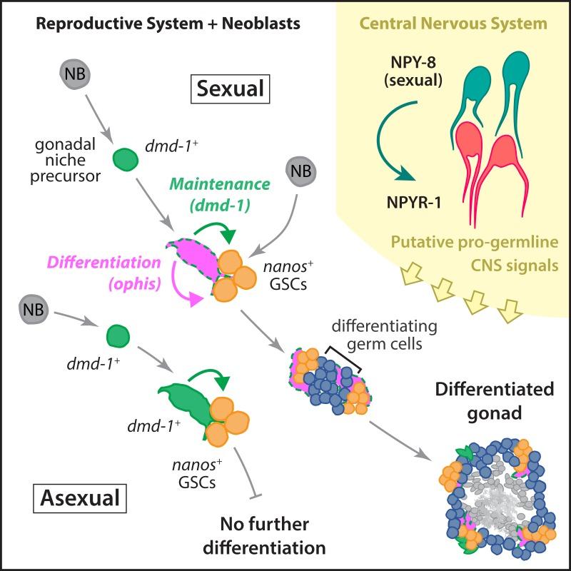 https://cdn.ncbi.nlm.nih.gov/pmc/blobs/87d2/4862687/72cf2c34a174/pbio.1002457.g008.jpg