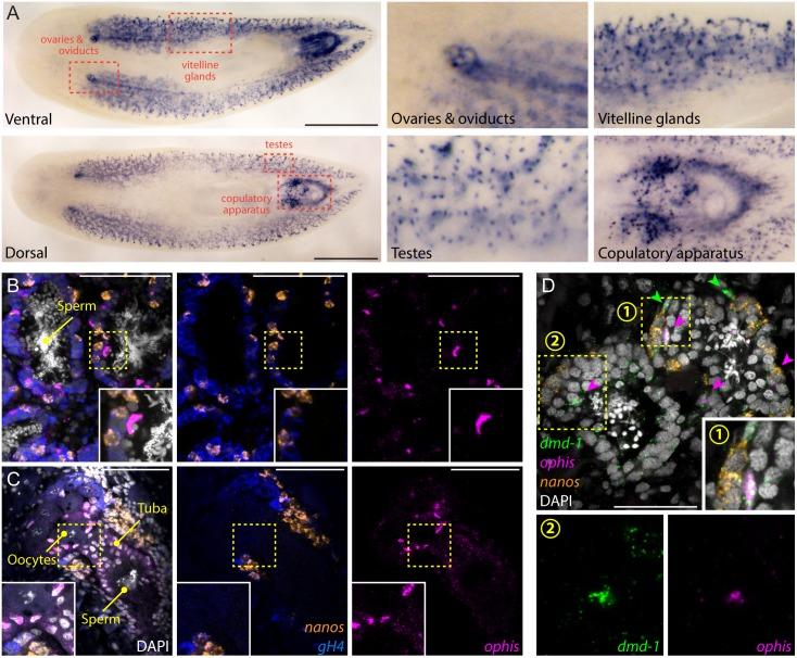 https://cdn.ncbi.nlm.nih.gov/pmc/blobs/87d2/4862687/ab550573851c/pbio.1002457.g006.jpg