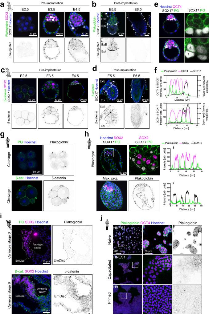 https://cdn.ncbi.nlm.nih.gov/pmc/blobs/87d3/10329048/6c95d18fed54/41467_2023_39515_Fig4_HTML.jpg