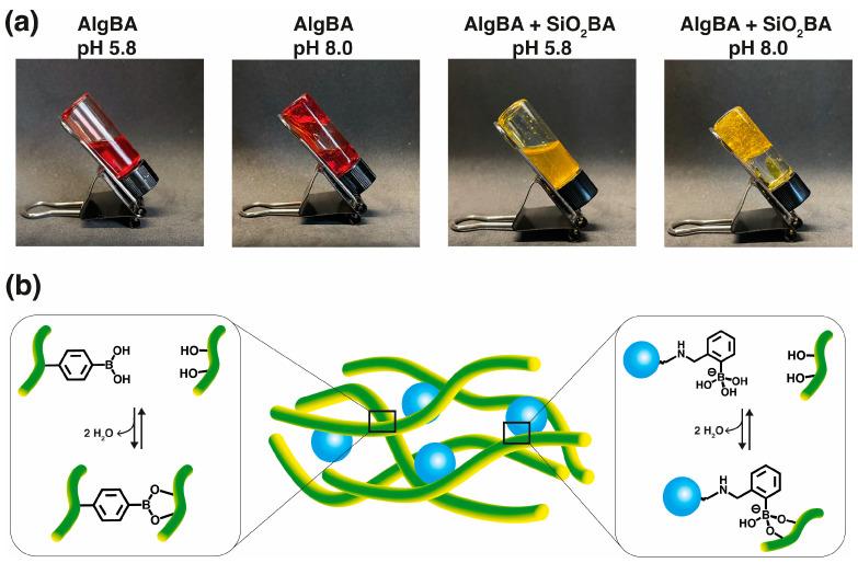 https://cdn.ncbi.nlm.nih.gov/pmc/blobs/87d7/11507314/3ff3f56c7134/gels-10-00638-g005.jpg