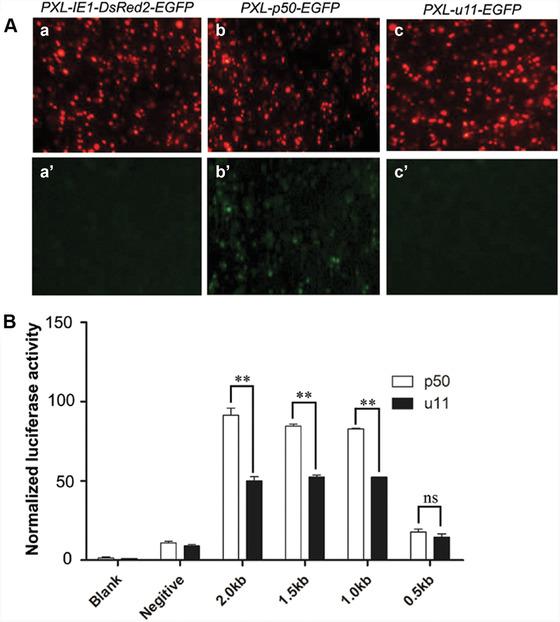 https://cdn.ncbi.nlm.nih.gov/pmc/blobs/87d8/7379679/473a7ae8dd89/INS-27-2-g006.jpg