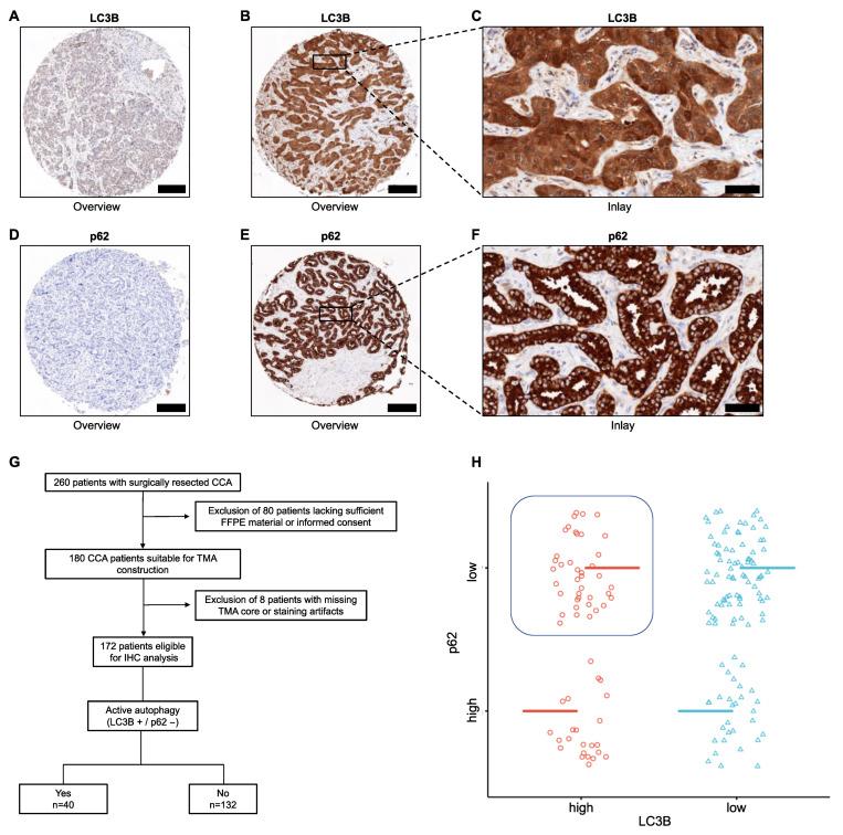 https://cdn.ncbi.nlm.nih.gov/pmc/blobs/87da/10486413/afa8d884667f/cancers-15-04322-g001.jpg