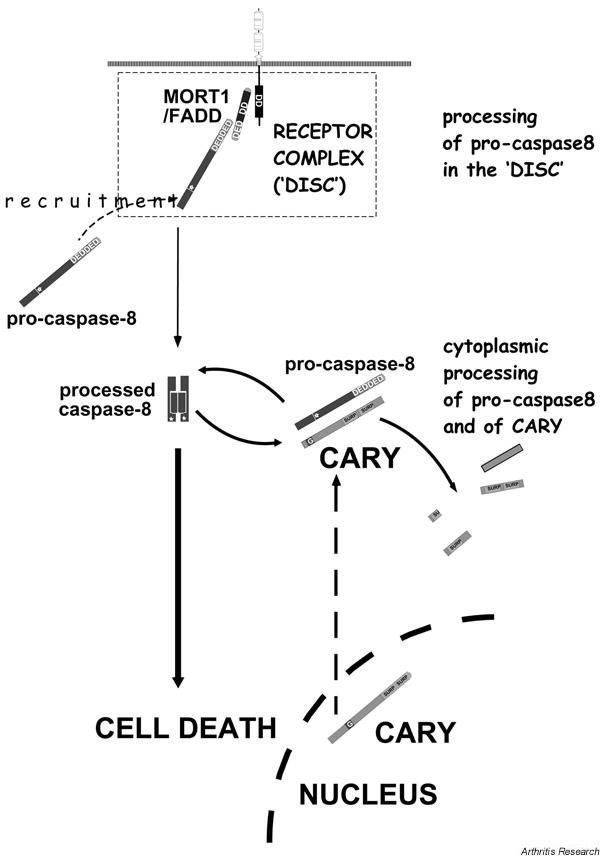 https://cdn.ncbi.nlm.nih.gov/pmc/blobs/87db/3240160/f34d27f9bf57/ar585-3.jpg