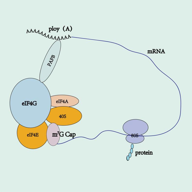 https://cdn.ncbi.nlm.nih.gov/pmc/blobs/87dd/11913674/e3348b96215c/fimmu-16-1524317-g004.jpg
