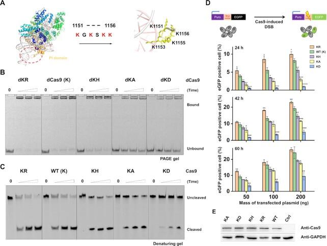 https://cdn.ncbi.nlm.nih.gov/pmc/blobs/87dd/8643646/14b3a4cdf9b4/gkab1139fig1.jpg