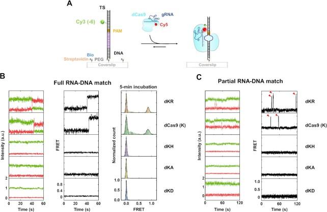 https://cdn.ncbi.nlm.nih.gov/pmc/blobs/87dd/8643646/adc90567c828/gkab1139fig3.jpg