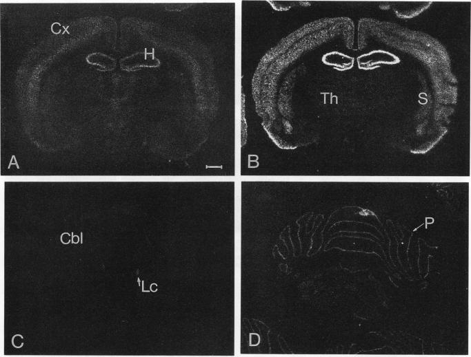 https://cdn.ncbi.nlm.nih.gov/pmc/blobs/87e0/360144/f0e8499f58c6/molcellb00020-0547-a.jpg
