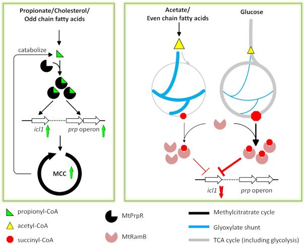 https://cdn.ncbi.nlm.nih.gov/pmc/blobs/87e1/6765138/2493b9066b30/gkz724fig7.jpg