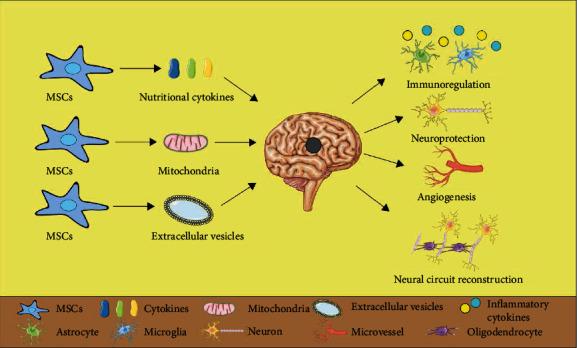 https://cdn.ncbi.nlm.nih.gov/pmc/blobs/87e1/8219421/7e1e0c79b7e9/SCI2021-9923566.001.jpg