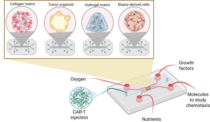 https://cdn.ncbi.nlm.nih.gov/pmc/blobs/87e8/12289599/0ed580adc708/fimmu-16-1626369-g006.jpg