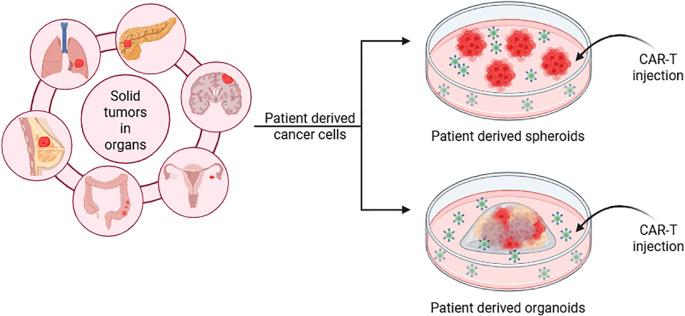 https://cdn.ncbi.nlm.nih.gov/pmc/blobs/87e8/12289599/73de1fe05d24/fimmu-16-1626369-g007.jpg