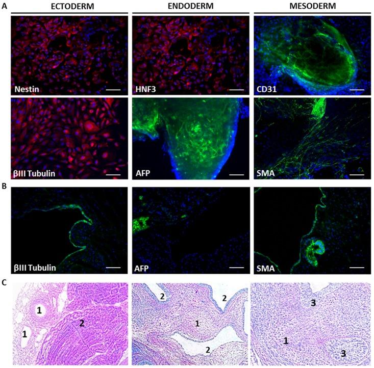 https://cdn.ncbi.nlm.nih.gov/pmc/blobs/87e8/4820260/a66d6037fcca/pone.0152993.g004.jpg