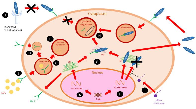 https://cdn.ncbi.nlm.nih.gov/pmc/blobs/87e8/8951079/b8a226455c53/metabolites-12-00256-g002.jpg