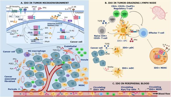 https://cdn.ncbi.nlm.nih.gov/pmc/blobs/87e9/7541907/583c22389207/fimmu-11-531491-g0001.jpg
