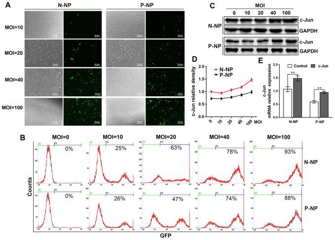 https://cdn.ncbi.nlm.nih.gov/pmc/blobs/87eb/7523272/18c74c6c27eb/etm-20-05-09251-g00.jpg