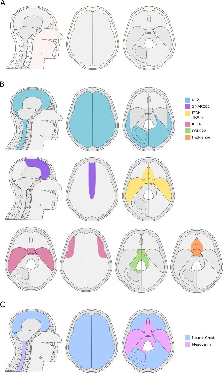 https://cdn.ncbi.nlm.nih.gov/pmc/blobs/87ed/8440207/6cecf0b36154/41388_2020_1568_Fig1_HTML.jpg