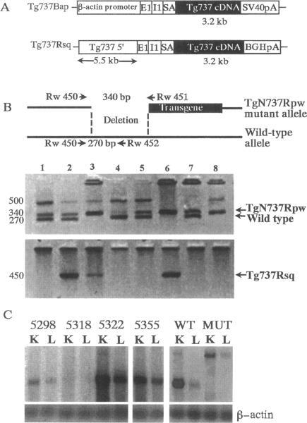 https://cdn.ncbi.nlm.nih.gov/pmc/blobs/87f0/1858312/49320a0e4000/amjpathol00030-0339-a.jpg