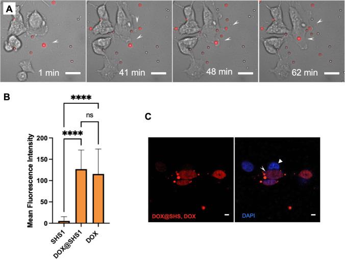 https://cdn.ncbi.nlm.nih.gov/pmc/blobs/87f5/12284859/74f24c905fd1/mt5c00201_0004.jpg