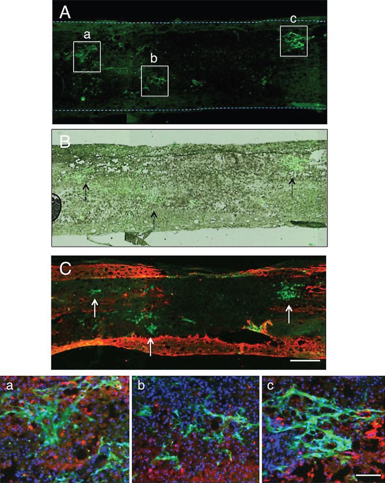 https://cdn.ncbi.nlm.nih.gov/pmc/blobs/87f6/4927912/206d4bed010c/rnn-34-rnn150546-g002.jpg