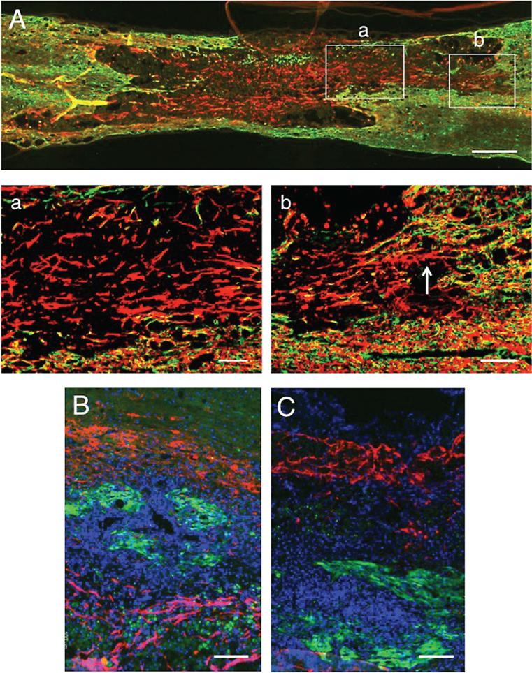 https://cdn.ncbi.nlm.nih.gov/pmc/blobs/87f6/4927912/702065ea66d9/rnn-34-rnn150546-g007.jpg