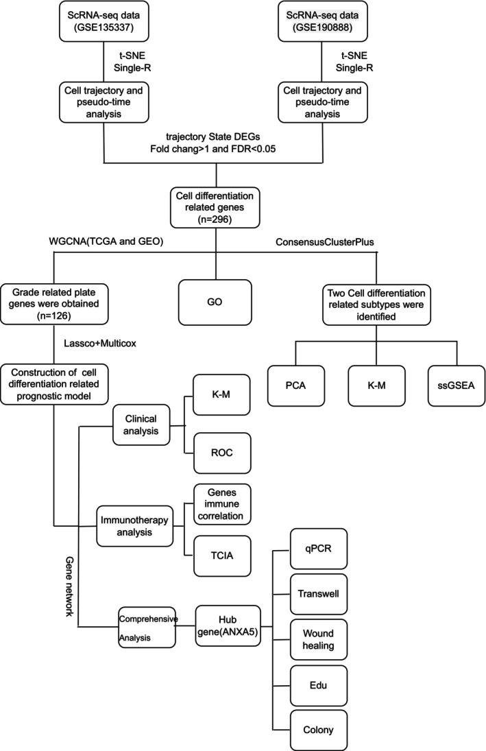 https://cdn.ncbi.nlm.nih.gov/pmc/blobs/87f8/11481023/d7197ec1edb9/JCMM-28-e70111-g002.jpg
