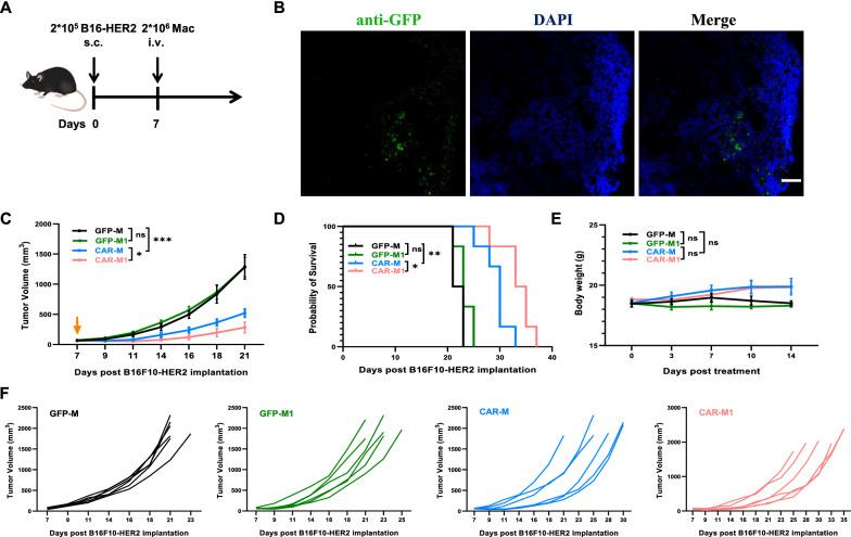 https://cdn.ncbi.nlm.nih.gov/pmc/blobs/87fe/10044396/18e4d3eccafb/12967_2023_4061_Fig5_HTML.jpg