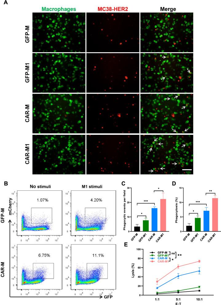 https://cdn.ncbi.nlm.nih.gov/pmc/blobs/87fe/10044396/b4bbabdaa36a/12967_2023_4061_Fig2_HTML.jpg