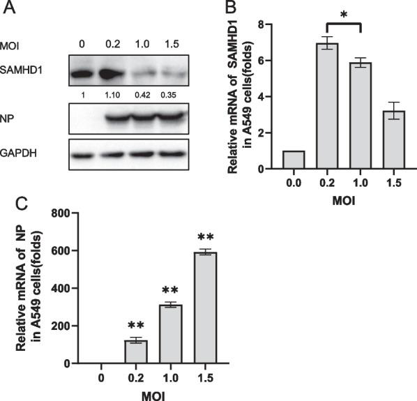 https://cdn.ncbi.nlm.nih.gov/pmc/blobs/8803/10826253/253c59ab9e33/12985_2024_2295_Fig3_HTML.jpg