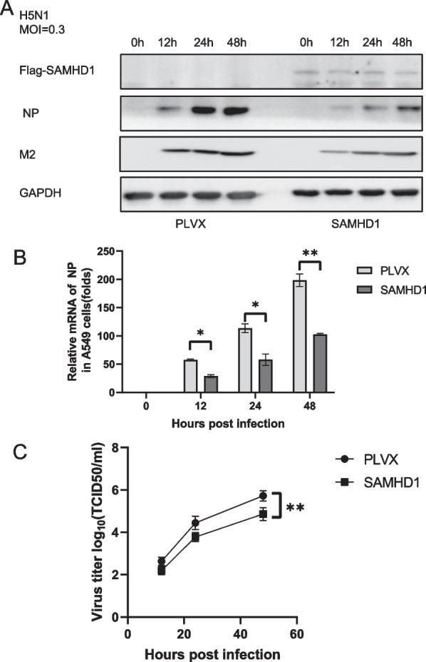 https://cdn.ncbi.nlm.nih.gov/pmc/blobs/8803/10826253/2b91fc1660f4/12985_2024_2295_Fig8_HTML.jpg