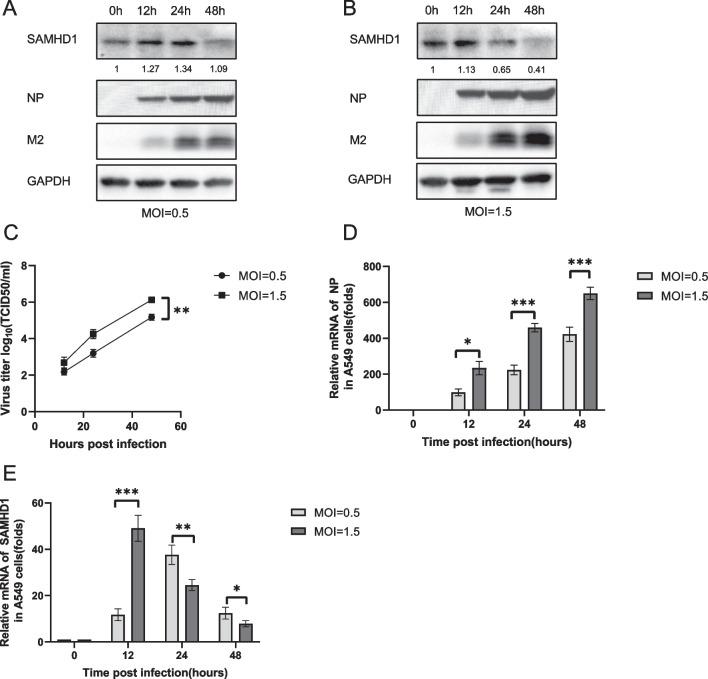 https://cdn.ncbi.nlm.nih.gov/pmc/blobs/8803/10826253/379dd9941d29/12985_2024_2295_Fig1_HTML.jpg