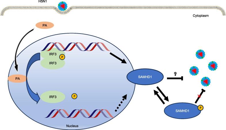 https://cdn.ncbi.nlm.nih.gov/pmc/blobs/8803/10826253/703b81d42b50/12985_2024_2295_Fig10_HTML.jpg