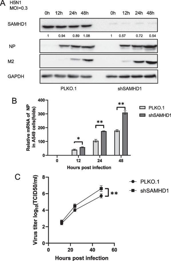 https://cdn.ncbi.nlm.nih.gov/pmc/blobs/8803/10826253/74d72cd367de/12985_2024_2295_Fig7_HTML.jpg