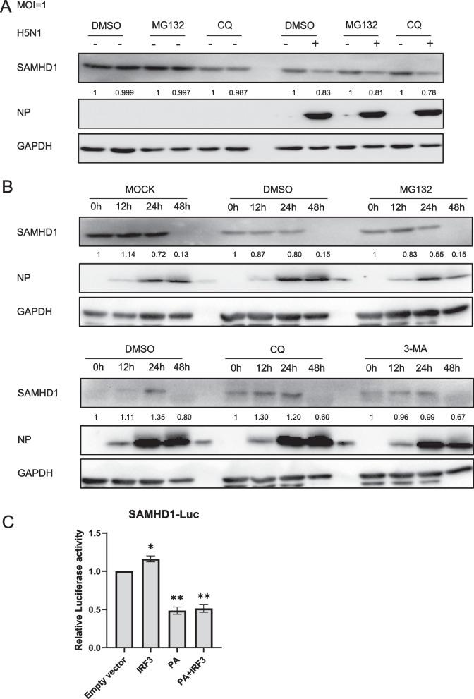 https://cdn.ncbi.nlm.nih.gov/pmc/blobs/8803/10826253/ac2610703510/12985_2024_2295_Fig6_HTML.jpg