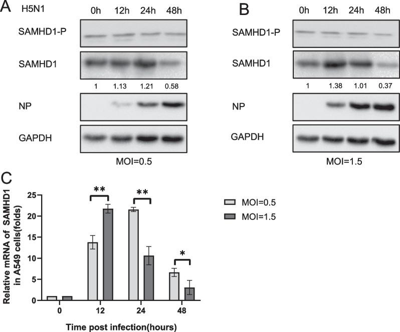 https://cdn.ncbi.nlm.nih.gov/pmc/blobs/8803/10826253/bf43c63299c8/12985_2024_2295_Fig5_HTML.jpg