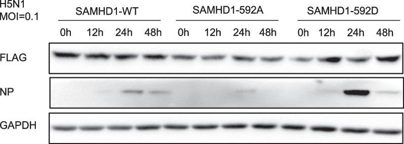 https://cdn.ncbi.nlm.nih.gov/pmc/blobs/8803/10826253/f93b5366ff33/12985_2024_2295_Fig9_HTML.jpg