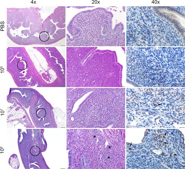 https://cdn.ncbi.nlm.nih.gov/pmc/blobs/8805/6586350/353835c4dc51/pone.0218809.g006.jpg