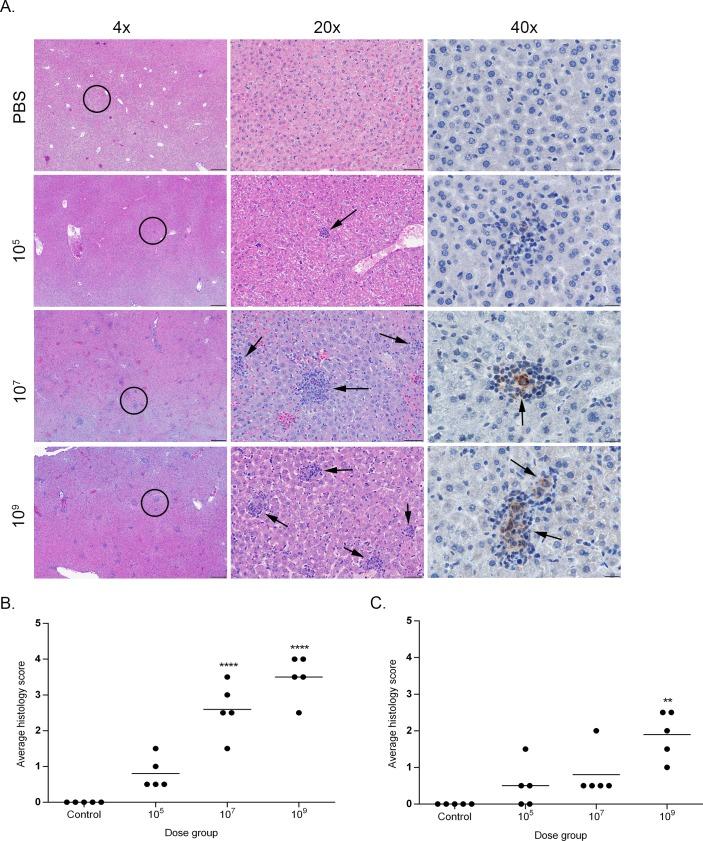 https://cdn.ncbi.nlm.nih.gov/pmc/blobs/8805/6586350/875254652a08/pone.0218809.g005.jpg