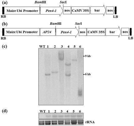 https://cdn.ncbi.nlm.nih.gov/pmc/blobs/880b/3171467/4e0198139558/pone.0024677.g001.jpg