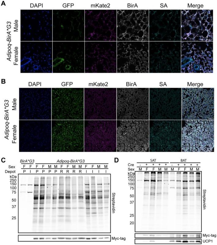 https://cdn.ncbi.nlm.nih.gov/pmc/blobs/8811/11969033/0c4c9348632b/CPH4-15-e70007-g002.jpg