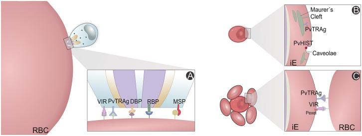 https://cdn.ncbi.nlm.nih.gov/pmc/blobs/8812/5809496/54b8a9e471e4/fcimb-08-00034-g0005.jpg