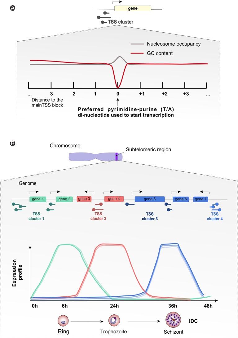 https://cdn.ncbi.nlm.nih.gov/pmc/blobs/8812/5809496/da90846127aa/fcimb-08-00034-g0004.jpg
